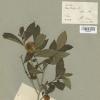 Herbier